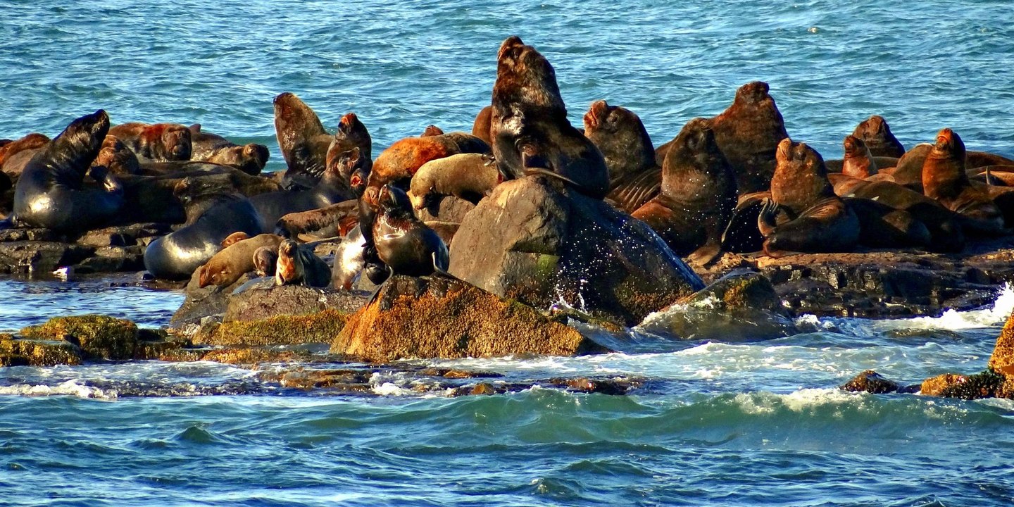 Ilha dos Lobos